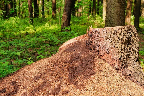 Foto eines malerischen Ameisenhaufens auf einem Baumstumpf im Sonnenlicht im grünen Wald, Frühlingszeit. schöne Natur am Morgen im Nebel. Zauberhafter Märchenwald — Stockfoto