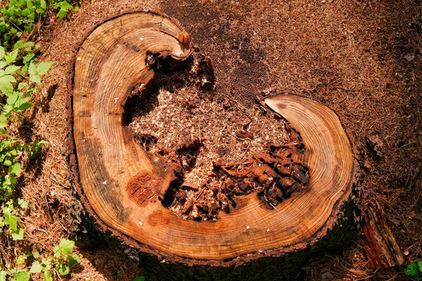 Foto eines malerischen Ameisenhaufens auf einem Baumstumpf im Sonnenlicht im grünen Wald, Frühlingszeit. schöne Natur am Morgen im Nebel. Zauberhafter Märchenwald — Stockfoto