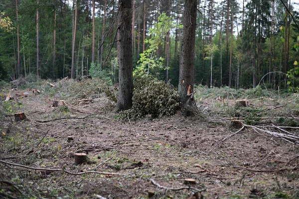 Foto Einer Waldlandschaft Bei Bewölktem Wetter Umgestürzte Bäume Unkraut — Stockfoto