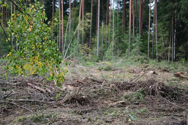 Foto Paisaje Forestal Clima Nublado Arboles Caídos Malezas — Foto de Stock