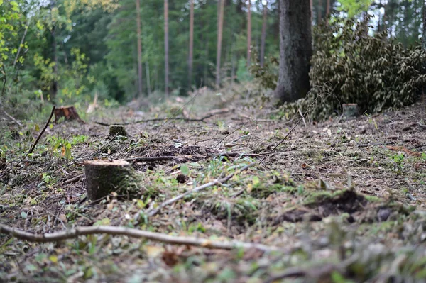 Foto Einer Waldlandschaft Bei Bewölktem Wetter Umgestürzte Bäume Unkraut — Stockfoto