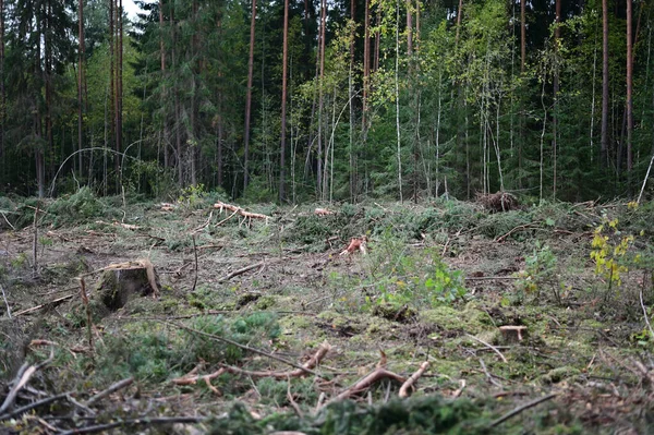 Umgestürzte Bäume Unkraut Foto Einer Waldlandschaft Bei Trübem Wetter — Stockfoto