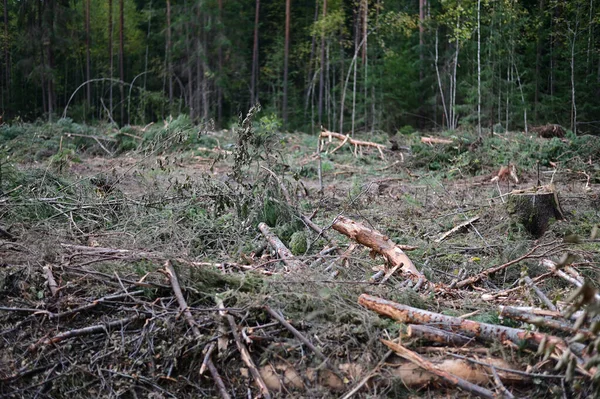 Umgestürzte Bäume Unkraut Foto Einer Waldlandschaft Bei Trübem Wetter — Stockfoto