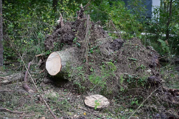 Arboles Caídos Malezas Foto Paisaje Forestal Tiempo Nublado — Foto de Stock