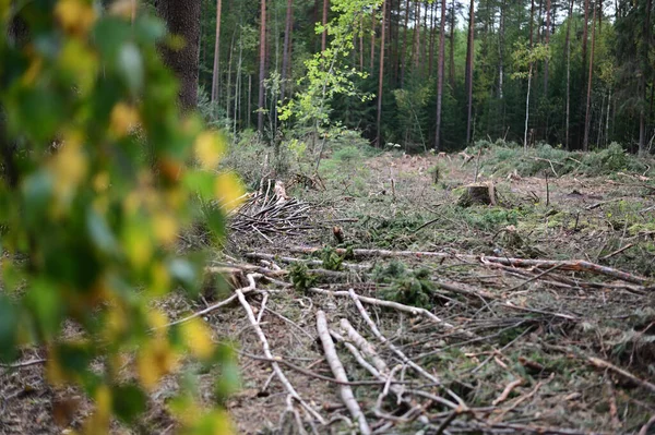 Forest Glade. Felled fallen trees, weeds. Photo of a forest landscape in cloudy weather.