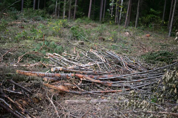 Forest Glade Alberi Abbattuti Erbacce Foto Paesaggio Forestale Tempo Nuvoloso — Foto Stock