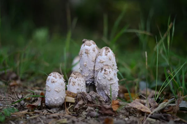 Foto Funghi Nella Foresta Tempo Nuvoloso — Foto Stock