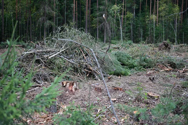 Orman Ormanı Devrilmiş Ağaçlar Yabani Otlar Bulutlu Havada Bir Orman — Stok fotoğraf