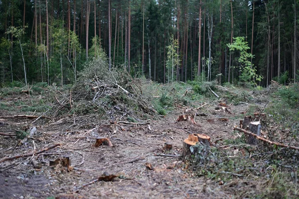 Waldlichtung Umgestürzte Bäume Unkraut Foto Einer Waldlandschaft Bei Trübem Wetter — Stockfoto