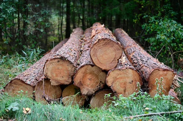 Foto de árboles cortados en el bosque. Los troncos yacen al aire libre, apilados en montones. — Foto de Stock