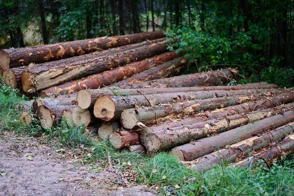 Dzienniki leżą na świeżym powietrzu, ułożone w stosy. Zdjęcie wyciętych drzew w lesie. — Zdjęcie stockowe