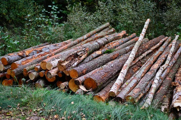 I tronchi giacciono all'aria aperta, impilati in mucchi. Foto di alberi tagliati nella foresta. — Foto Stock