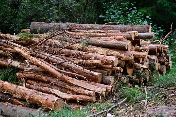Os troncos estão ao ar livre, empilhados em pilhas. Foto de árvores cortadas na floresta. — Fotografia de Stock