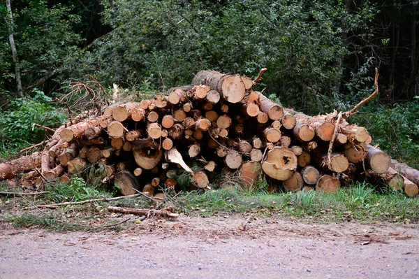 The logs lie in the open air, stacked in piles. Photo of cut trees in the forest. — Stock Photo, Image