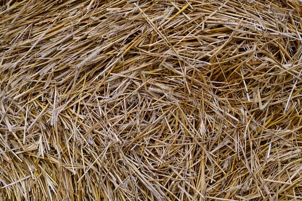 Photo of haystacks on the field. The picture was taken in autumn at sunset — Stock Photo, Image