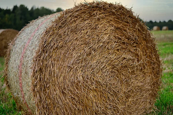 현장에 있는 haystacks 의 사진. 이 사진은 가을 해질 때찍은 것입니다. — 스톡 사진