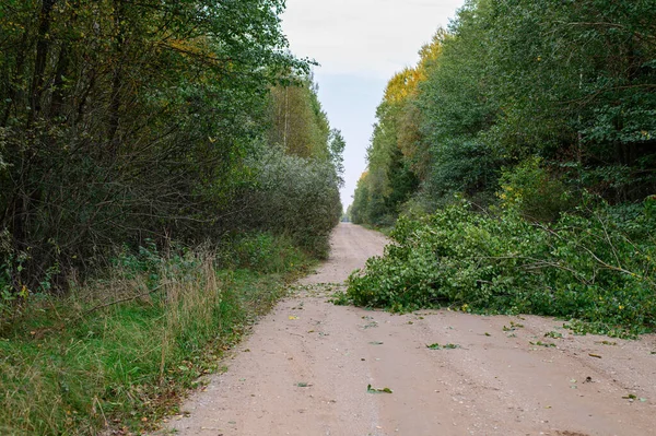 Foto de uma estrada de cascalho e uma árvore desmoronada — Fotografia de Stock
