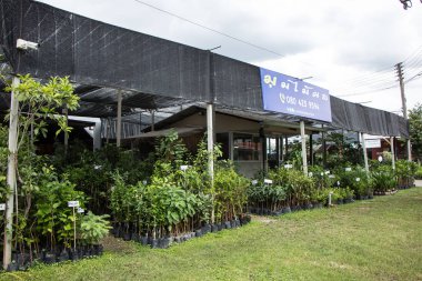 Chiangmai, Tayland - 13 Temmuz 2018: Kam Tieng ağaç Pazar. Büyük ağaç Market Chiangmai City.