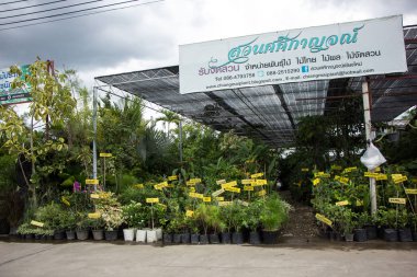 Chiangmai, Tayland - 13 Temmuz 2018: Kam Tieng ağaç Pazar. Büyük ağaç Market Chiangmai City.