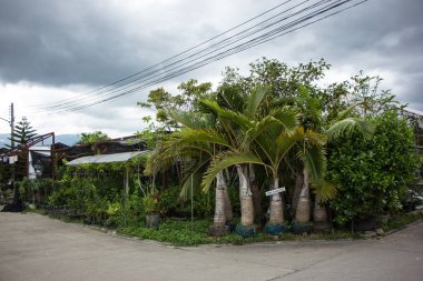 Chiangmai, Tayland - 13 Temmuz 2018: Kam Tieng ağaç Pazar. Büyük ağaç Market Chiangmai City.