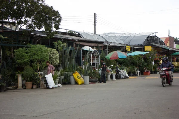 Chiangmai Thailandia Luglio 2018 Kam Tieng Tree Market Big Tree — Foto Stock