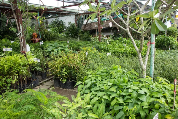Chiangmai, Tayland - 13 Temmuz 2018: Kam Tieng ağaç Pazar. Büyük ağaç Market Chiangmai City.