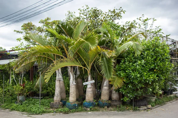 Chiangmai, Tayland - 13 Temmuz 2018: Kam Tieng ağaç Pazar. Büyük ağaç Market Chiangmai City.