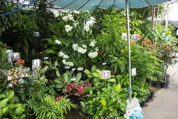 Chiangmai, Tayland - 13 Temmuz 2018: Kam Tieng ağaç Pazar. Büyük ağaç Market Chiangmai City.