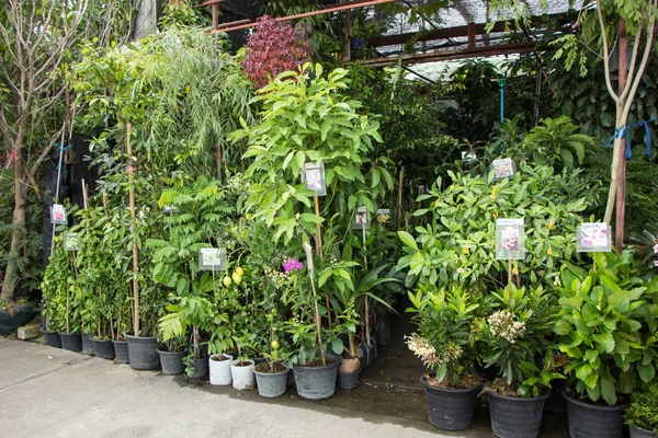 Chiangmai, Tayland - 13 Temmuz 2018: Kam Tieng ağaç Pazar. Büyük ağaç Market Chiangmai City.