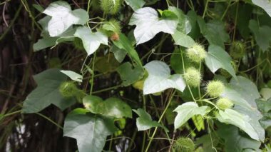Kokuşmuş tutku çiçeği, Scarletfruit tutku çiçeği üzüm meyvesi ve tıbbi bitki.