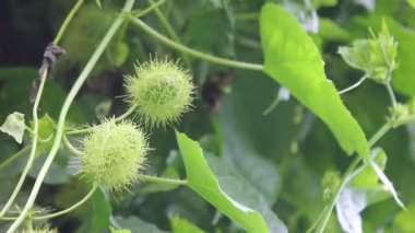 Kokuşmuş tutku çiçeği, Scarletfruit tutku çiçeği üzüm meyvesi ve tıbbi bitki.