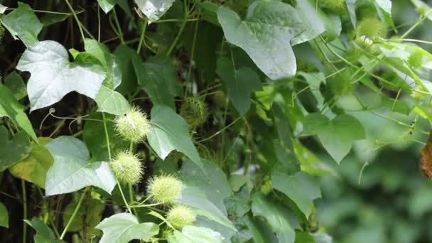 Fetid Passiebloem Scarletfruit Passiebloem Een Wijnstok Fruit Medische Kruid — Stockvideo