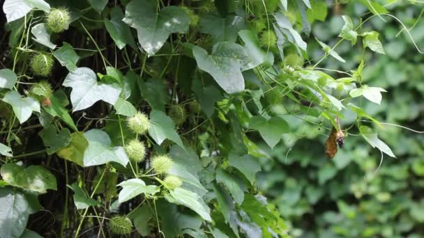 Fetid Pasiflora Scarletfruit Pasiflora Una Fruta Vid Hierba Médica — Vídeo de stock