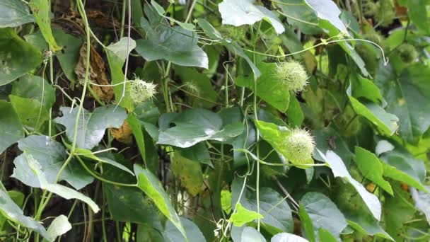 Fetid Passionflower Scarletfruit Passionflower Vinranka Frukt Och Medicinsk Ört — Stockvideo