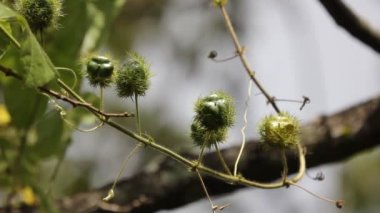 Kokuşmuş tutku çiçeği, Scarletfruit tutku çiçeği üzüm meyvesi ve tıbbi bitki.