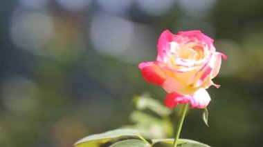 Koyu arka planda sarı mix pembe gül çiçek kadar kapatın