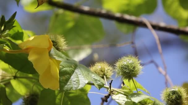 Fetid Passionflower Scarletfruit Passionflower Ένα Φρούτο Αμπέλου Και Ιατρικό Βότανο — Αρχείο Βίντεο