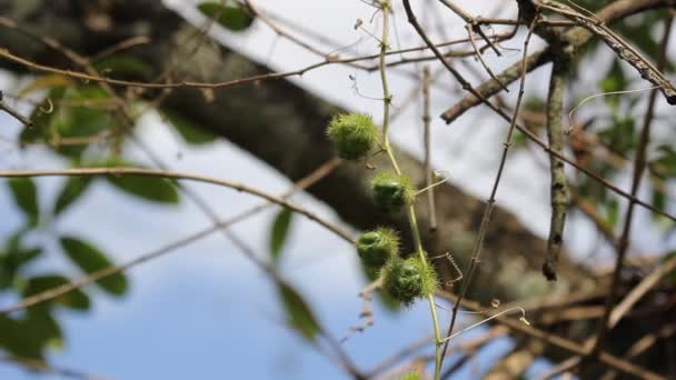 Fetid Passionflower Scarletfruit Passionflower Ένα Φρούτο Αμπέλου Και Ιατρικό Βότανο — Αρχείο Βίντεο