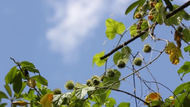 Fetid Passionflower Scarletfruit Passionflower Vinranka Frukt Och Medicinsk Ört — Stockvideo