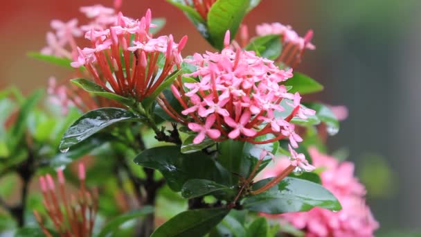 Cerca Red Ixora Flower — Vídeo de stock