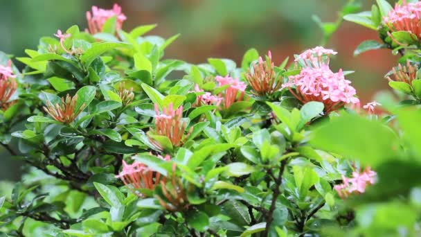 Cerca Red Ixora Flower — Vídeo de stock