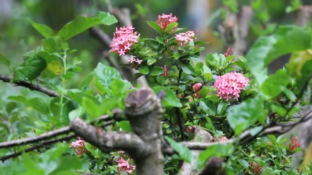 Chiudi Red Ixora Flower — Video Stock