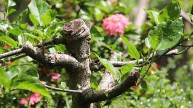 Kızıl Çin ambar çiçeğini kapat.