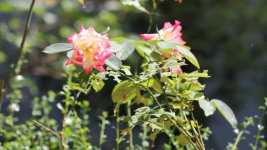 Koyu arka planda sarı mix pembe gül çiçek kadar kapatın