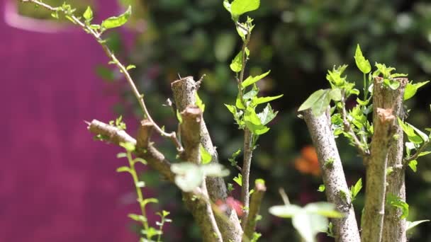 Närbild Blad Röd Kinesisk Hibiskus Blomma — Stockvideo