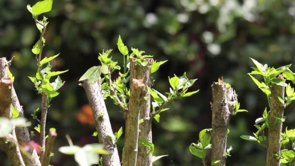 Närbild Blad Röd Kinesisk Hibiskus Blomma — Stockvideo