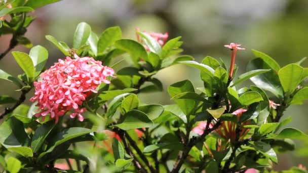 Flor Rosa Ixora Cerca — Vídeo de stock