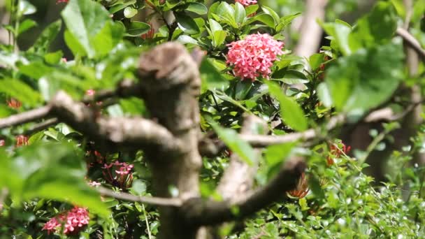 Close Pink Ixora Flower — Stock Video