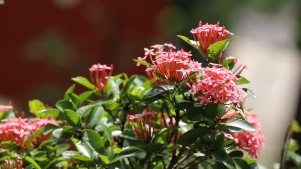 Chiudi Pink Ixora Flower — Video Stock