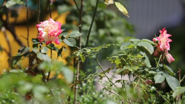 Fechar Amarelo Mistura Rosa Rosa Flor Fundo Escuro — Vídeo de Stock